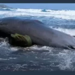 $544,000 Worth of Treasure Found Inside a Dead Whale