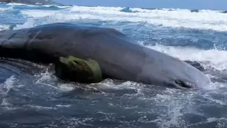 $544,000 Worth of Treasure Found Inside a Dead Whale